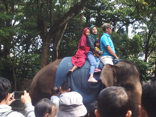 Kebun Binatang Bandung Diserbu Puluhan Ribu Wisatawan