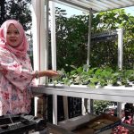 Tanaman Hidroponik terus dikembangkan oleh Dipangtan Kota Cimahi melalui Kelompok Wanita Tani (KWT).