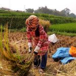 Padi Inpago Siap Gantikan Padi Infari Dimusim Kemarau