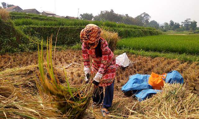 Padi Inpago Siap Gantikan Padi Infari Dimusim Kemarau