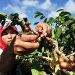 Permintaan Kopi Sangat Tinggi