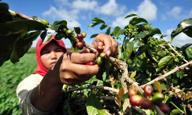 Permintaan Kopi Sangat Tinggi Permintaan Kopi Sangat Tinggi