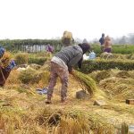 penghargaan IRRI tersebut merupakan bukti bahwa bukti kerja keras pemerintah dalam melakukan swasembada pangan.
