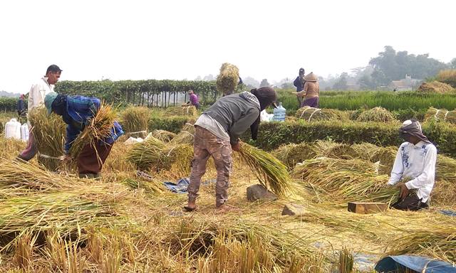 penghargaan IRRI tersebut merupakan bukti bahwa bukti kerja keras pemerintah dalam melakukan swasembada pangan.