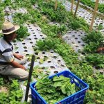 Petani Mulai Khawatir dengan Datangnya Musim Kemarau