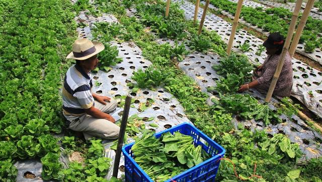 Petani Mulai Khawatir dengan Datangnya Musim Kemarau