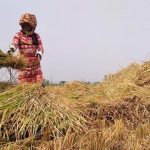 Antisipasi Gagal Panen, Dispangtan Minta Bantuan Pengairan Sawah