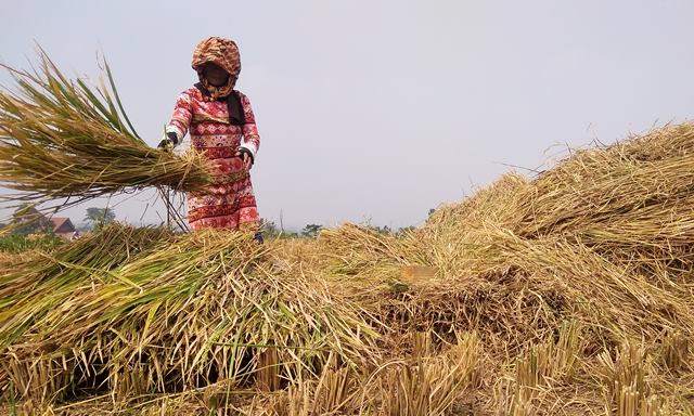 Antisipasi Gagal Panen, Dispangtan Minta Bantuan Pengairan Sawah Antisipasi Gagal Panen, Dispangtan Minta Bantuan Pengairan Sawah