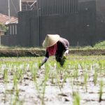 Petani di Indonesia Didominasi Orang-orang Berusia Lanjut