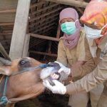petugas kesehatan hewan periksa hewan kurban.