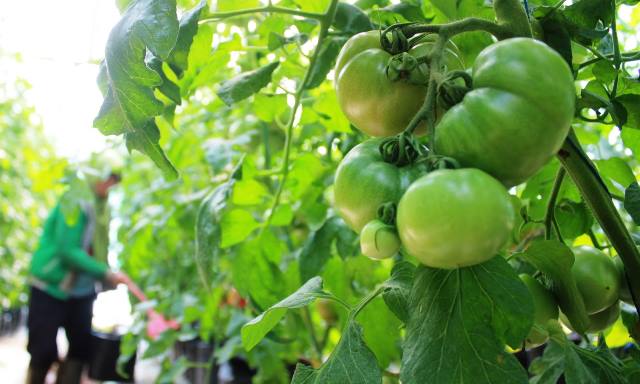 Desakan untuk Dirikan Pasar Induk Sayuran