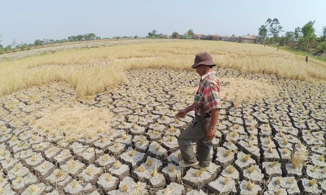 Sawah Terdampak Kemarau di Jabar Diprediksi Makin Meluas Sawah Terdampak Kemarau di Jabar Diprediksi Makin Meluas