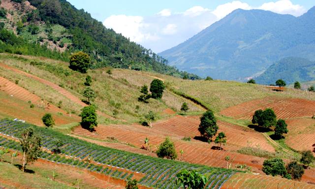 Bencana Kekeringan Semakin MeluasDewi Bencana Kekeringan Semakin MeluasDewi