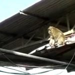 Warga Rancaekek Digegerkan Kemunculan Monyet Misterius