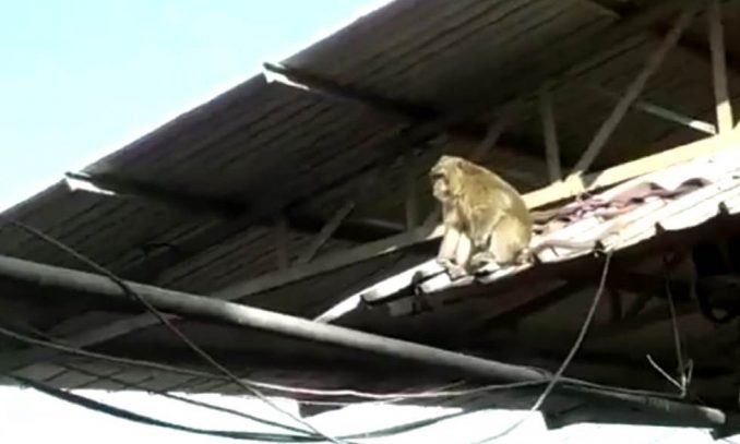 Warga Rancaekek Digegerkan Kemunculan Monyet Misterius Warga Rancaekek Digegerkan Kemunculan Monyet Misterius