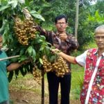 Mendag Harus Bisa Realisasikan Ekspor Buah-buahan ke Tiongkok