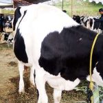 Hewan sapi yang dijajakan untuk Kurban Hari Raya Idul Adha dinyatakan bebas PMK masih sepi pembeli.