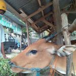 Integrasikan Wisata dengan Peternakan