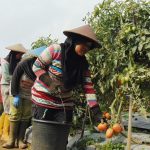 Ekonomi Warga Cibuluh Berubah Drastis, Setelah Ditetapkan Jadi Kampung Agro Wisata