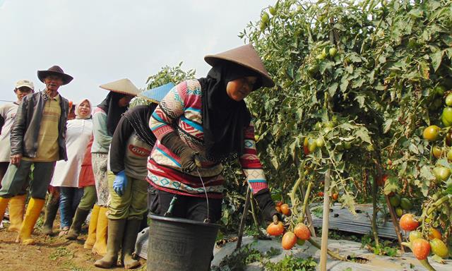 Ekonomi Warga Cibuluh Berubah Drastis, Setelah Ditetapkan Jadi Kampung Agro Wisata Ekonomi Warga Cibuluh Berubah Drastis, Setelah Ditetapkan Jadi Kampung Agro Wisata