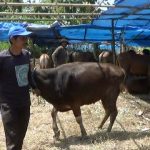 Hewan Kurban di Cimahi Wajib Punya SKKH