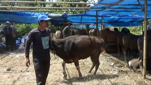 Hewan Kurban di Cimahi Wajib Punya SKKH