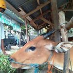 Pakan Ternak Dipastikan Masih Stabil