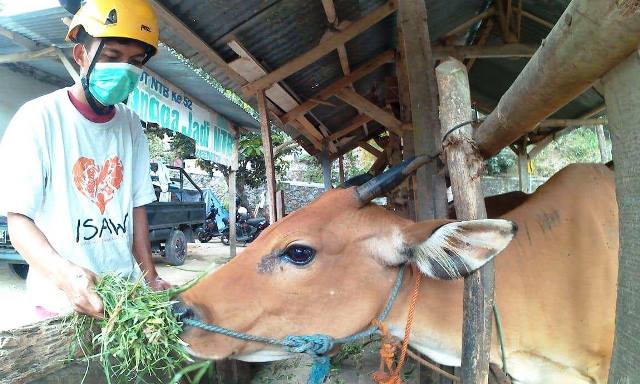 Pakan Ternak Dipastikan Masih Stabil Pakan Ternak Dipastikan Masih Stabil