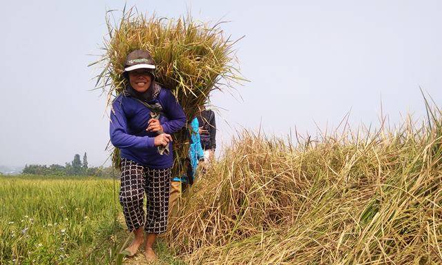 Penanaman Padi Inpago Tetap Membutuhkan Air