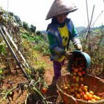 HASIL PANEN: Seorang petani saat mengumpulkan hasil panen sayuran tomat untuk selanjutnya dijual ke pedagang atau konsumen di pasar. Hal ini memberikan bantuan dalam pemasaran. (Ilustrasi)