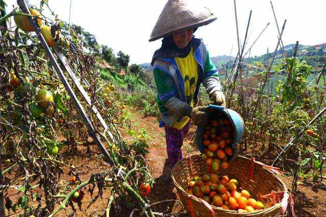 Pasar Sentra Sayuran Berikan Dampak Positif bagi Petani HASIL PANEN: Seorang petani saat mengumpulkan hasil panen sayuran tomat untuk selanjutnya dijual ke pedagang atau konsumen di pasar. Hal ini memberikan bantuan dalam pemasaran. (Ilustrasi)