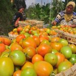 Ribuan Tomat Membusuk Karena Cuaca