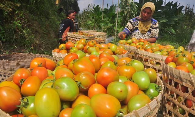 Ribuan Tomat Membusuk Karena Cuaca