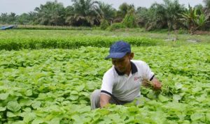 Penyaluran KUR Pertanian, KUR Pertanian, KUR, Pertanian, Kemandirian Pertanian, Komoditas pertanian, Kementan, Hasil Pertanian, Krisis Pangan, 