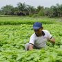 Penyaluran KUR Pertanian, KUR Pertanian, KUR, Pertanian, Kemandirian Pertanian, Komoditas pertanian, Kementan, Hasil Pertanian, Krisis Pangan, 