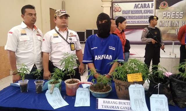 Budidaya Ganja Bawa Tuteng Masuk Penjara