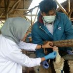 Ratusan Hewan Kurban di Bandung Barat Tak Layak Disembelih