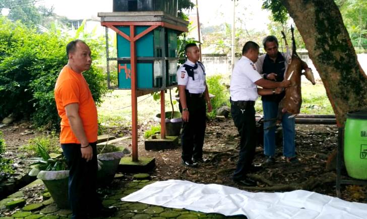 Sadis, Rusa Bawean Disembelih dan Disate oleh Karyawan PT KAI