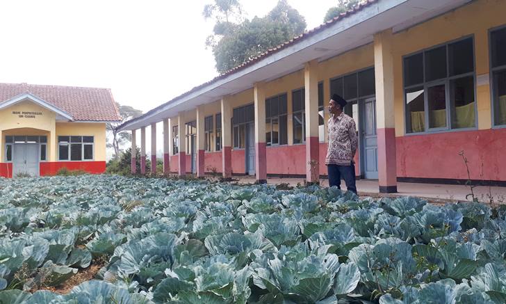 SDN Cisabuk Jadi Kebun Kol SDN Cisabuk Jadi Kebun Kol