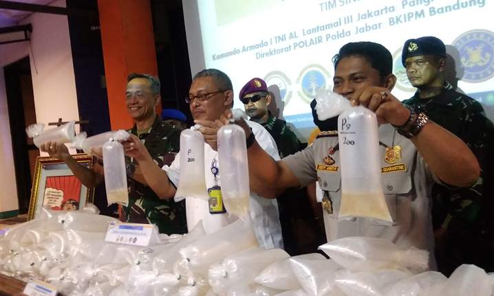 Benih Lobster Senilai Rp 33 Miliar Gagal Diselundupkan Benih Lobster Senilai Rp 33 Miliar Gagal Diselundupkan