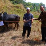 Gandeng Mandiri Syariah, DJP Jabar I Beri 6 Ekor Hewan Kurban untuk Warga Nangtung Sumedang