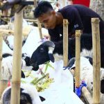 Ditemukan Ratusan Hewan Kurban Tak Layak Dijual