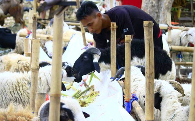 Ditemukan Ratusan Hewan Kurban Tak Layak Dijual