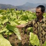 Tingkatkan Perekonomian lewat Tembakau
