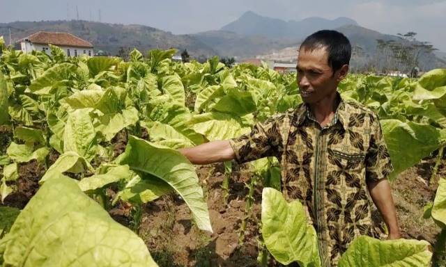Tingkatkan Perekonomian lewat Tembakau
