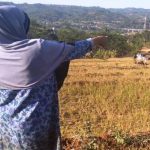 Empat Hektare Sawah Gagal Panen