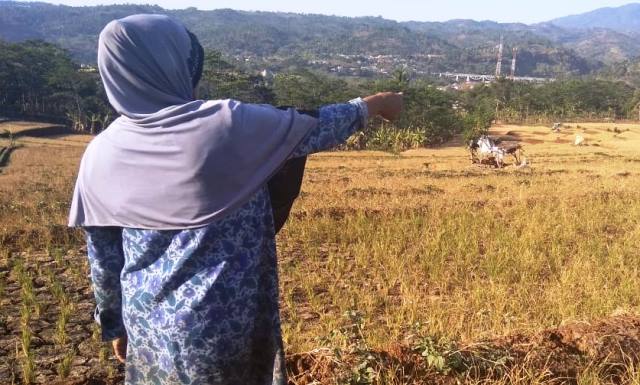 Empat Hektare Sawah Gagal Panen