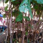 Cimahi Hanya Miliki RTH Seluas 11,15 Persen