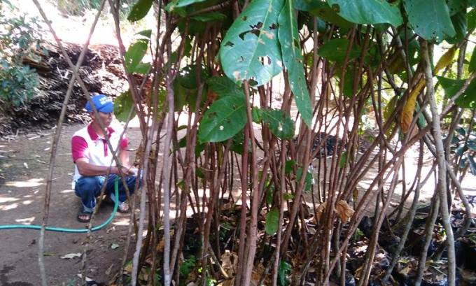 Cimahi Hanya Miliki RTH Seluas 11,15 Persen Cimahi Hanya Miliki RTH Seluas 11,15 Persen