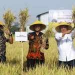 Tingkatkan Budidaya Padi Organik